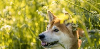 Ile kosztuje 1 shiba inu? Ile kosztuje 1 shiba inu?