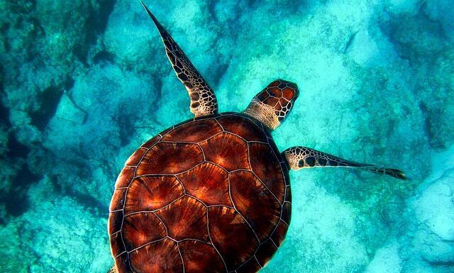 Jakie zwierzęta są pod ochroną?