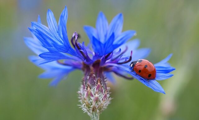 Ile punktów dostaje się za czerwony pasek?